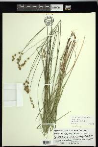 Carex tenera image