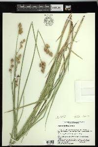 Carex tetrastachya image