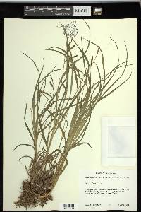 Carex torta image