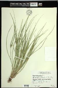 Carex sychnocephala image