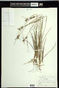 Carex tenax image