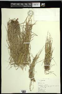 Carex sychnocephala image