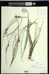 Carex tenax image