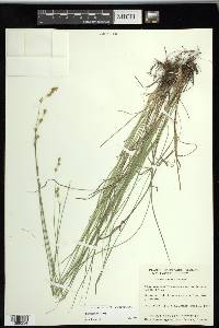 Carex tenera image