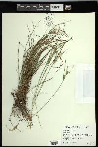 Carex tenax image