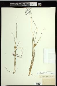 Carex sychnocephala image