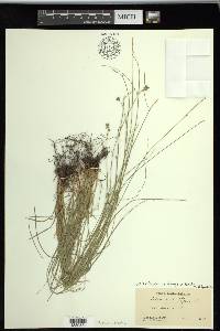 Carex texensis image