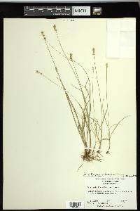 Carex texensis image