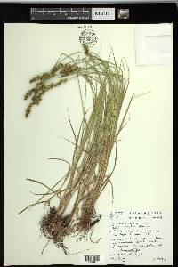 Carex triangularis image