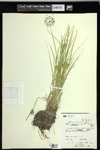 Carex sychnocephala image