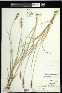 Carex triangularis image