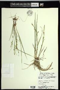 Carex tetanica image