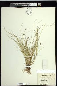 Carex sychnocephala image