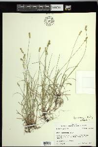 Carex texensis image