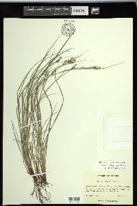 Carex swanii image