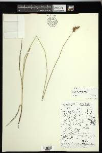 Carex tincta image