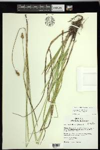 Carex tincta image