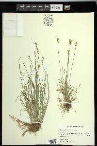 Carex texensis image