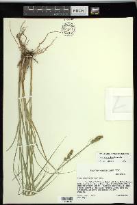 Carex triangularis image