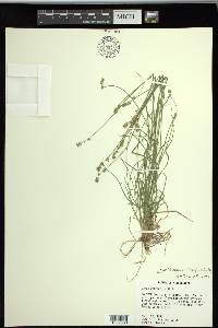 Carex texensis image