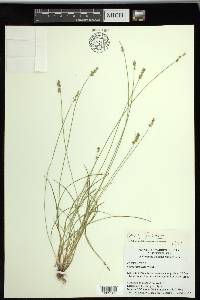 Carex texensis image