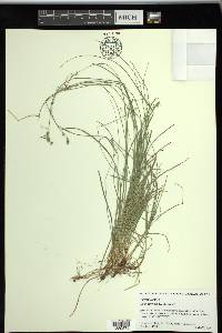 Carex texensis image