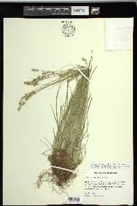 Carex texensis image