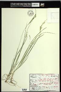 Carex tetanica image