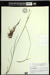 Carex tetanica image