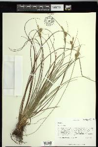 Carex tenax image