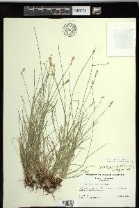 Carex texensis image