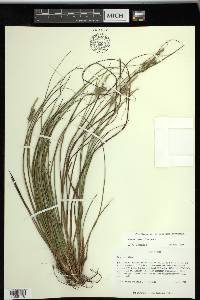 Carex tenax image