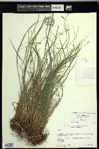 Carex thornei image