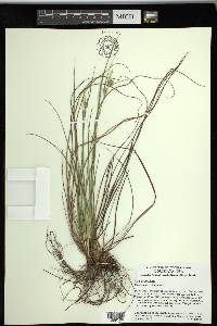 Carex tenax image