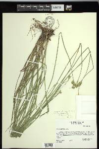 Carex tetrastachya image