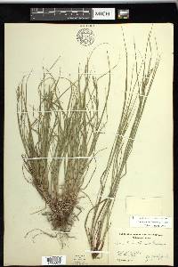 Carex swanii image