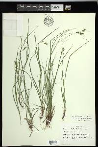 Carex swanii image