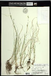 Carex texensis image