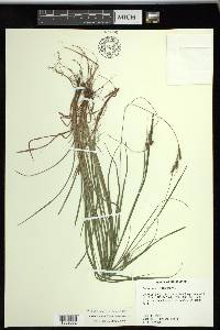 Carex swanii image