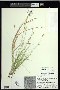 Carex tenera image