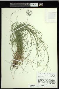 Carex texensis image