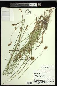 Carex tincta image