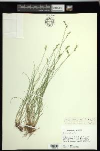 Carex texensis image