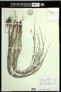 Carex thornei image