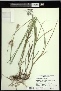 Carex tetrastachya image