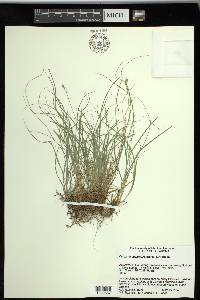 Carex texensis image