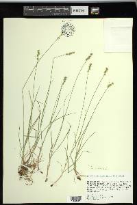 Carex texensis image