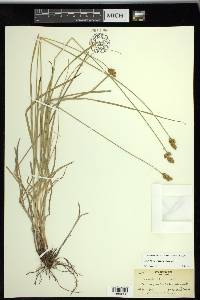 Carex tincta image