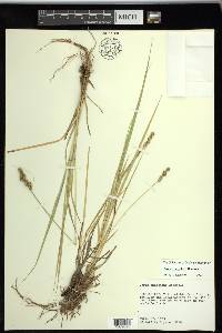 Carex triangularis image