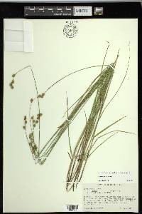 Carex tenera image